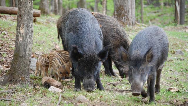 le-mystere-de-la-mort-des-sangliers-enfin-resolu.jpg