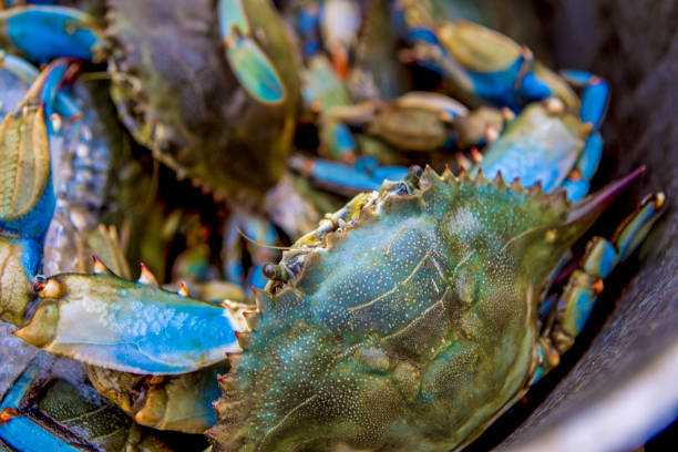 istockphoto-1454269568-612x612- crabe bleu