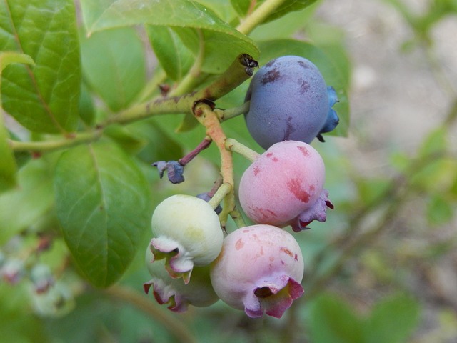 blueberries-799826_640.jpg