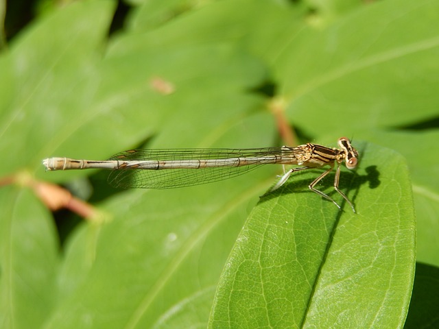dragonfly-804990_640.jpg