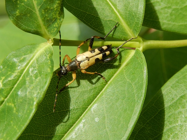 insect-805059_640.jpg