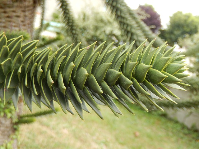 pine-788503_640.jpg