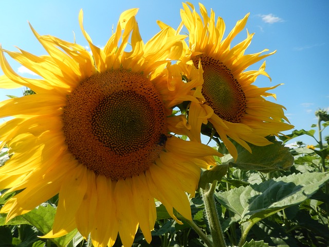 sunflowers-388991_640.jpg