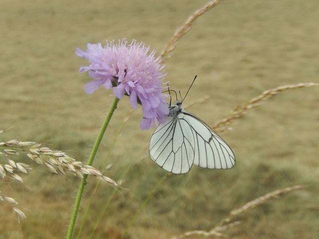 butterfly-375214_640.jpg
