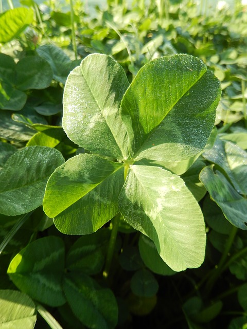 clover-318569_640.jpg