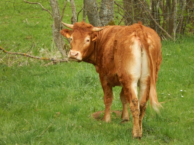 cow-741748_640.jpg