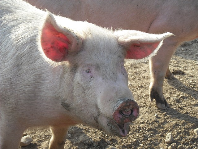 pig-172719_640.jpg