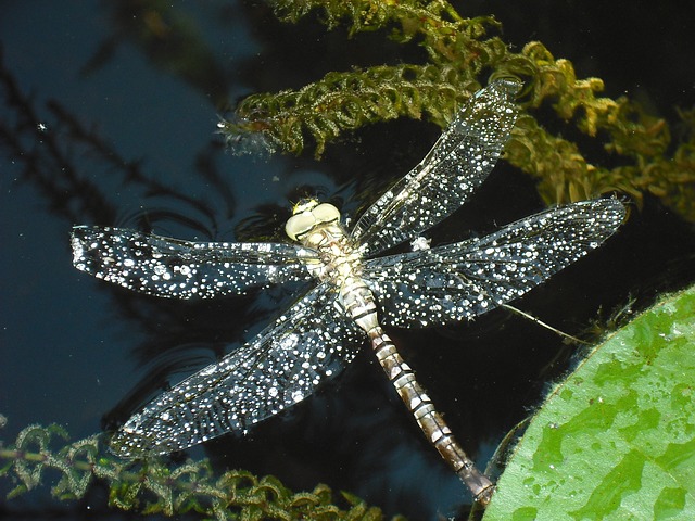 dragonfly-178061_640.jpg