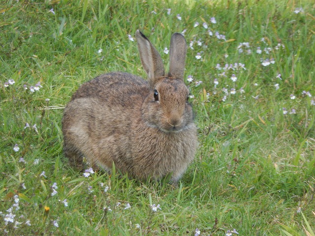 wild-rabbit-185843_640.jpg