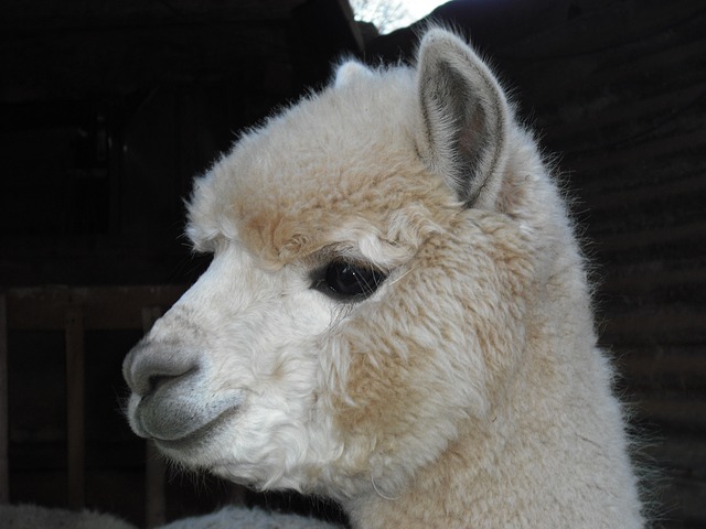 alpaca-172720_640.jpg