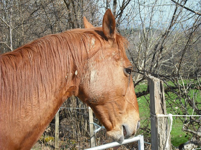 horse-171523_640.jpg