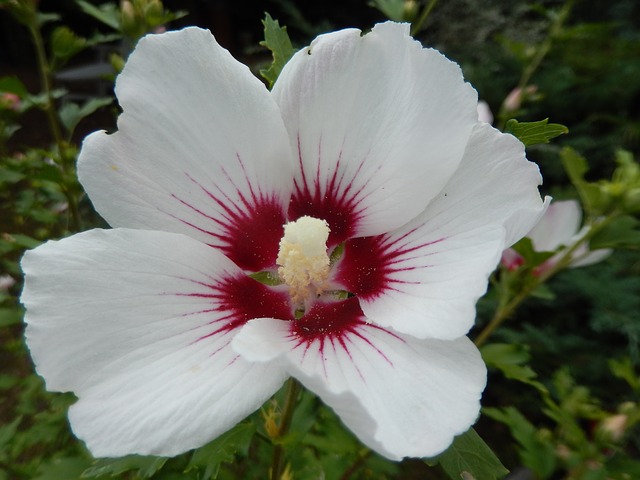 hibiscus-178054_640.jpg