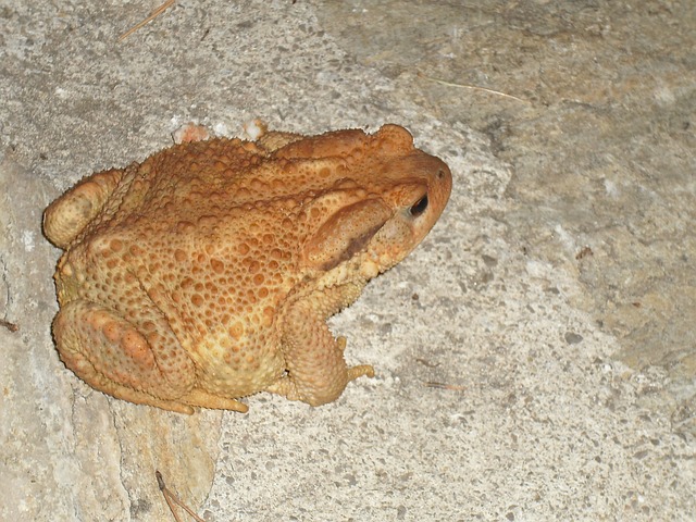 toad-173066_640.jpg