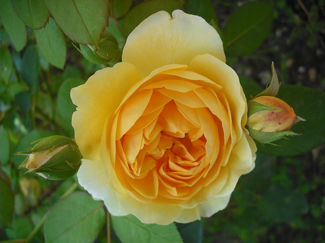 roses-173060_640.jpg