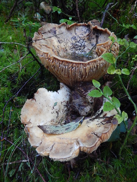mushrooms-185809_640.jpg