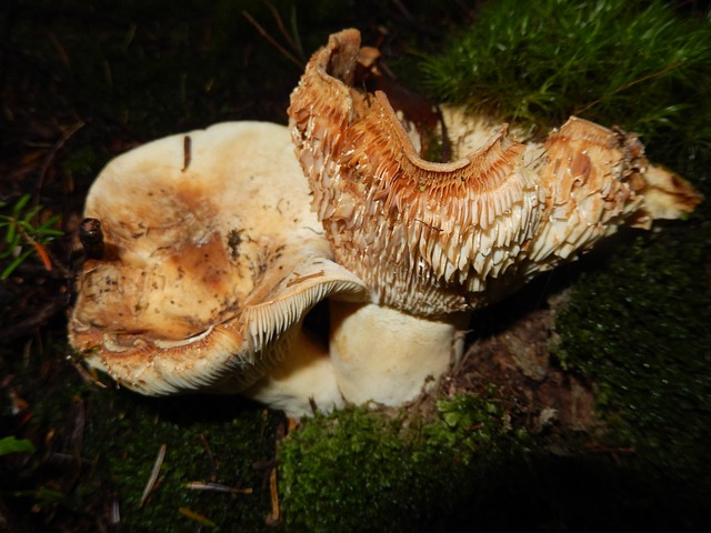 mushrooms-185814_640.jpg