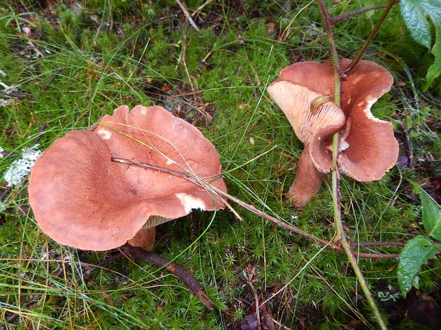 mushrooms-185826_640.jpg
