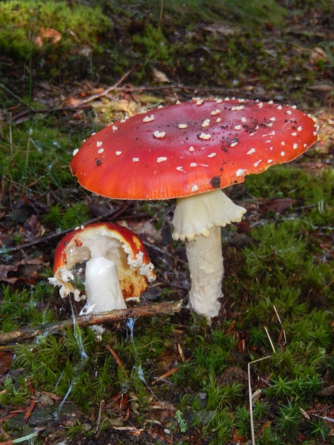 mushrooms-185831_640.jpg