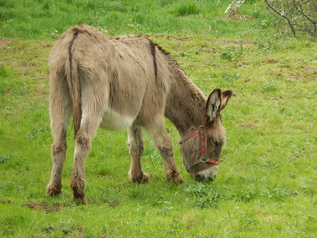 donkey-741861_640.jpg