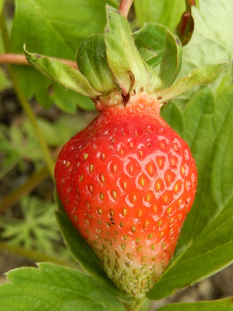 strawberry-783824_640.jpg