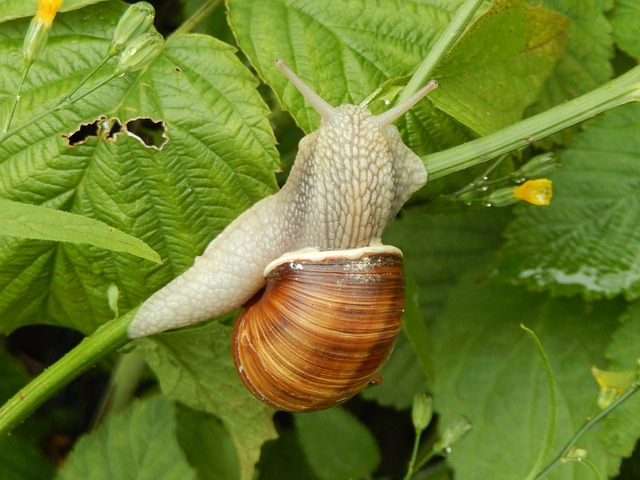 snails-399675_640.jpg
