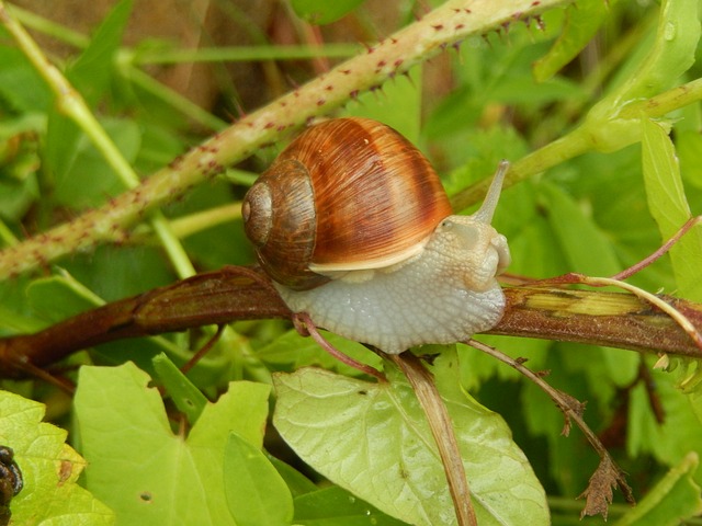 snail-399670_640.jpg