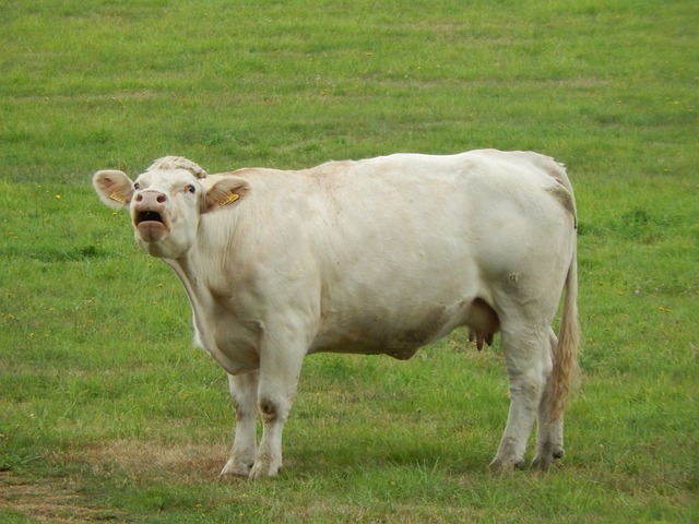 cow-950422_640.jpg
