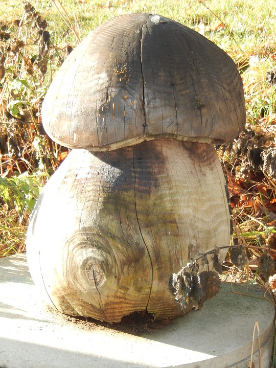 fungus-1121639_960_720.jpg