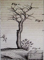 arbre à glu (Copier).jpg