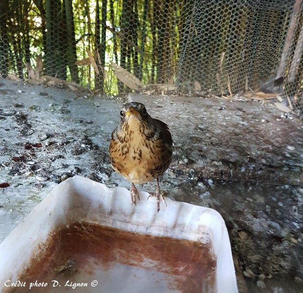 Grive litorne à l'abreuvoir (1)