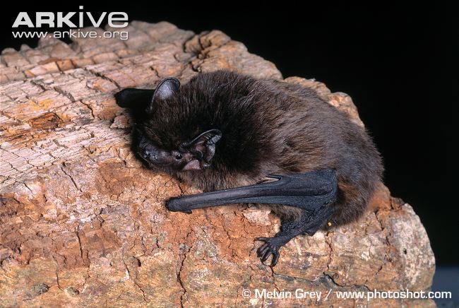 noctule de leisler 3.jpg