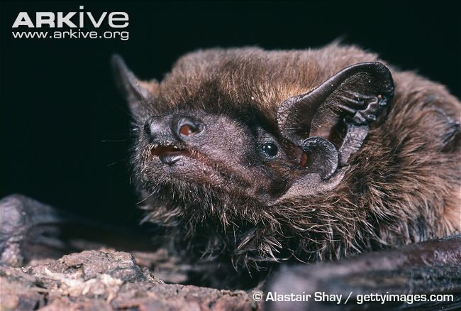 noctule de leisler 1.jpg