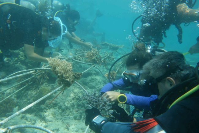 Fixation, en equipe, de branches de coraux sur un Biorock