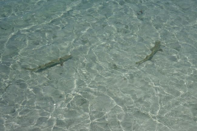 c'est mignon des bébés requins au bord de l'eau :)