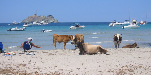 Barcaggio-vaches.jpg