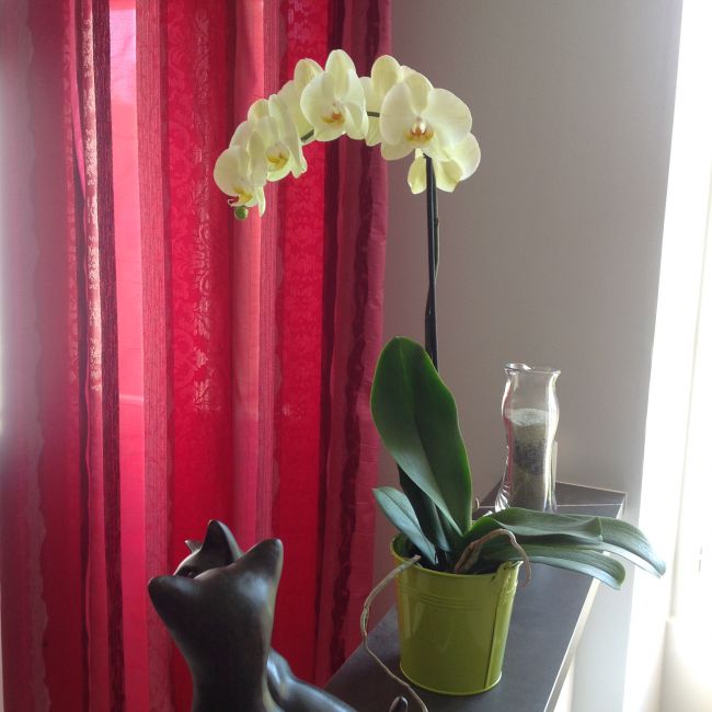 phalaenopsis jaune vert clair la dernière arrivée.