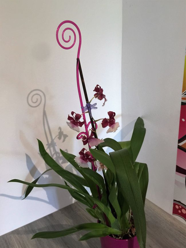 Orchidée Cambria qui refleurie