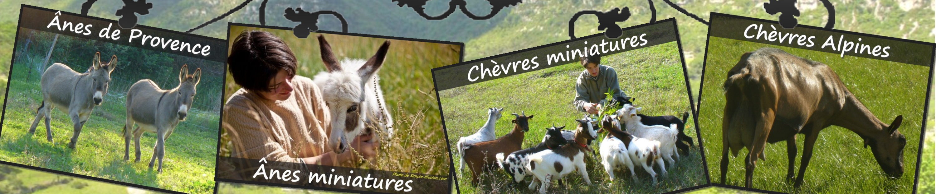 www.ferme-des-tourelles.net - Suite pastoralisme minichèvres 2015