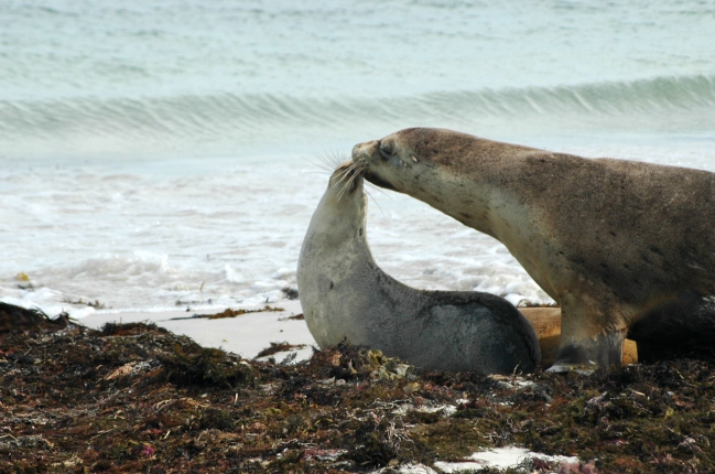 DSC_9609_Australie-Sea-Bay_Blog-01_PixA.jpg