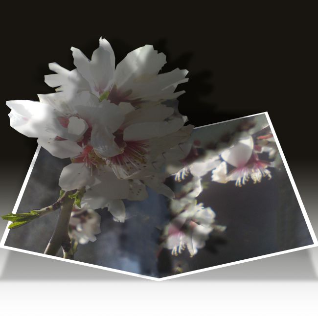 montage fleur de cerisier