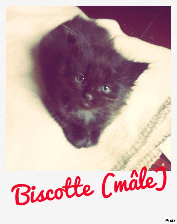 biscotte.jpg