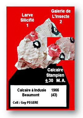 Calcaire à Indusie Beaumont 43 inventaire et Photo Guy PEGERE