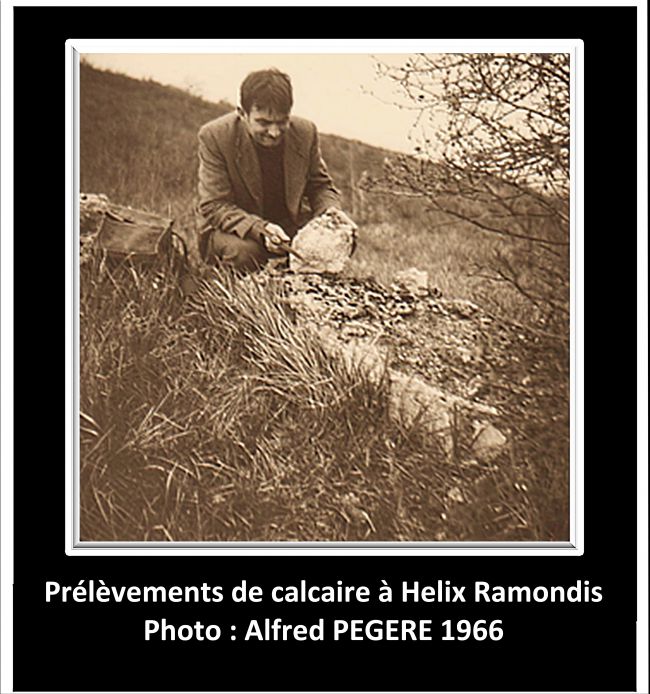 Prélèvement de calcaire à Helix Ramondis photo : Alfred PEGERE et collection : Guy PEGERE