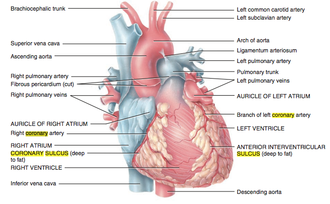 Aortic arch.png