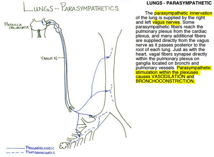 Parasympathetic outflow to lung and effects.jpg