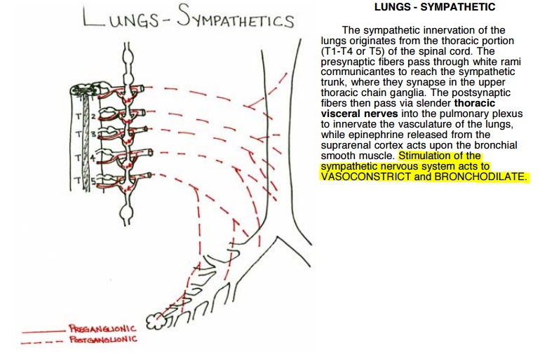 Sympathetic outflow to lung and effects.jpg