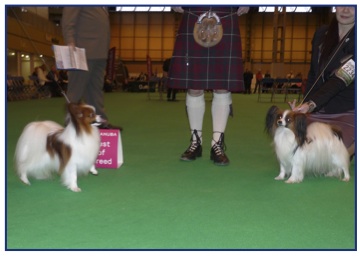 Crufts14.jpg