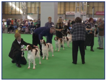 Crufts12.jpg