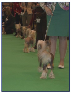 Crufts2.jpg