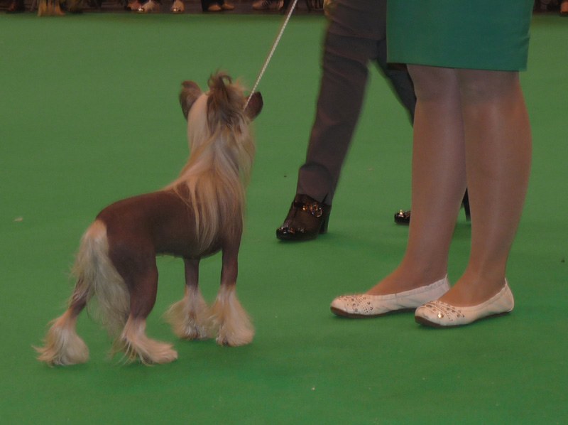 Crufts18.jpg